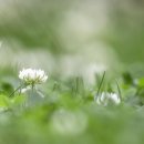 네잎클로버 이미지