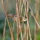 외연도6 이미지