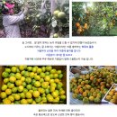 새콤달콤 맛있는 하우스귤 50% 맛보기 이벤트 이미지