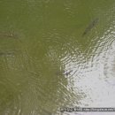 백천계곡 이미지