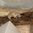 햄스터농장 이미지