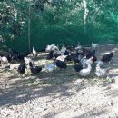 원기농장 이미지