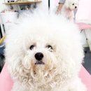 쁘리에숑 이미지