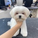 오늘도, 멍멍 이미지