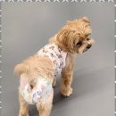 댕이 데이 이미지