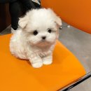 퍼피몽(애견분양) 이미지