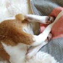 꼬리치는 강아지 이미지