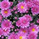오늘의탄생화-(12월13일) 🌸 자홍색 국화(Chrysanthemum) 이미지