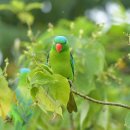 보르네오섬의 새8 - Blue-naped parrot 이미지