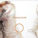 [청룡수산] 참조기파치 1KG 5,000원에 판매합니다. 이미지