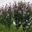 부용농장 이미지