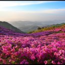 황매산 철쭉제 이미지