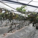 새한농원 이미지