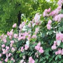 곡성-171 이미지