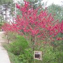 강릉주문진장덕리 복사골 축제(귀농사모) 이미지