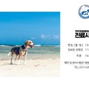 인덕원동물의료센터 네이버블로그