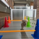 생글댕글 이미지