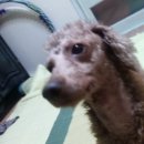 개나리3차 아파트 앞 이미지