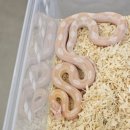 파충류샵 렙타일스테이션 이미지