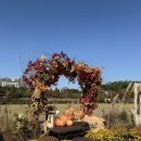 임당근린공원 | [일상]11월-12월 가을과 겨울 사이 일상, 신혼집 입주,보일러 에러, 혼인신고, 만삭사진,크리스마스