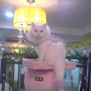 엔젤독스애견 이미지