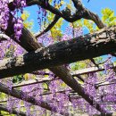 춤시詩 오딧세이 | 나고야 모리즈의 등나무꽃 관람회 축제