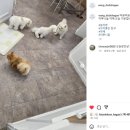 왕 도도하개 네이버블로그