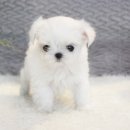 울산 제이앤독 애견샵 이미지