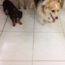 로얄동물메디컬센터w 이미지