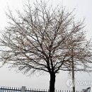 춘천기상대 이미지