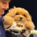 퍼피돌 네이버블로그