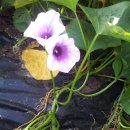 행운농장 이미지