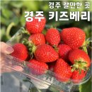 경주농장 | 후기] 경주 키즈베리 딸기 체험 농장 | 경주 갈만한 곳 | 경주 아이 체험장 | 내돈내산 | 가격 정보 | 후기