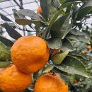 무량농장 이미지