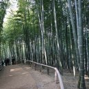 맹종죽순체험길 이미지