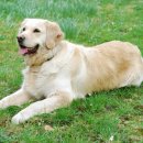 샤인아이안과동물병원 이미지