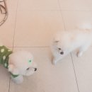 다니워리 이미지