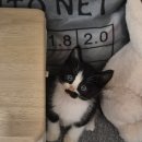 땡칠이네 | 냥줍 후기(이름 공개)