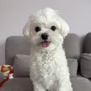 신퍼피클럽 동물병원 | 반려견 강아지 눈물자국 해결한 과정과 후기(내돈내산!)