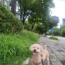 트리밍153 이미지