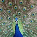 아르고스 이미지