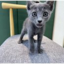 행복한강아지와고양이 이미지