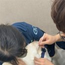 이스턴24시동물병원 네이버블로그