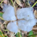 미영. 목화. 문익점 cotton plant, 木花 이미지