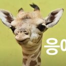 에버마루 이미지