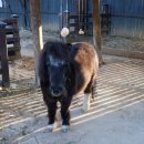 가가동물원 이미지