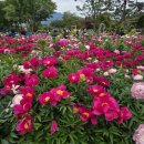 꽃밭에서 이미지