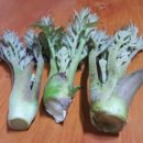 호접치자연팜 이미지