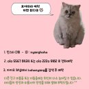 호호냥(Hohonyang) 이미지