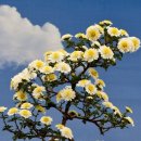 사군자 국화 이미지